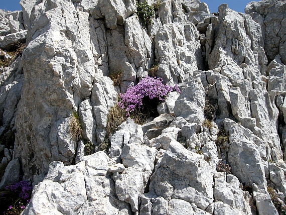 Saxifraga oppositifolia subsp. oppositifolia/ Sassifraga a foglie opposte